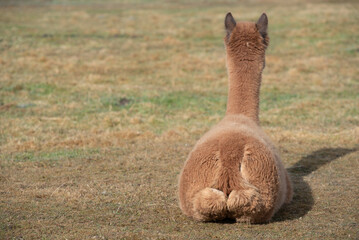 A brown alpaca sits in a meadow and is photographed from behind as it sits on the ground and looks...