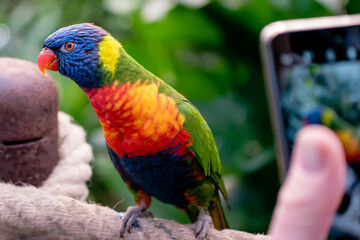 A person photographing a captive rainbow lorikeet on a smartphone in house or zoo or wildlife centre