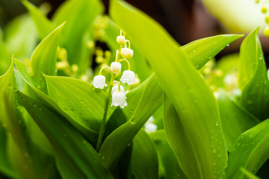 Scena con un fiore bianco di mughetto circondato da foglie verdi in primavera ad aprile. Natura. Fuori.