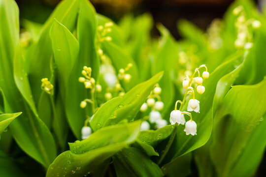Scena con dei fiori bianchi di mughetto in primavera ad aprile. Natura. Floreale. Verde. Fuori.