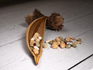 Garden seeds lay in the seed pod of a trumpet vine with two bald cypress nuts above