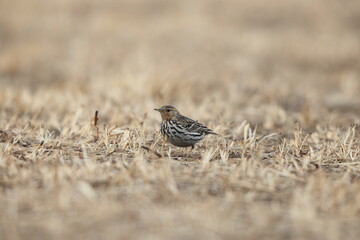 Red-throated Pipit (Anthus cervinus) in Japan