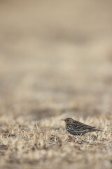 Red-throated Pipit (Anthus cervinus) in Japan