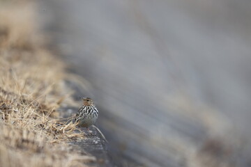 Red-throated Pipit (Anthus cervinus) in Japan