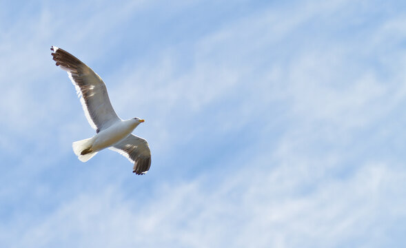 Flying seagull. A photo of a flying sea gull.