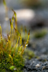 moss on top a rock with drop of water