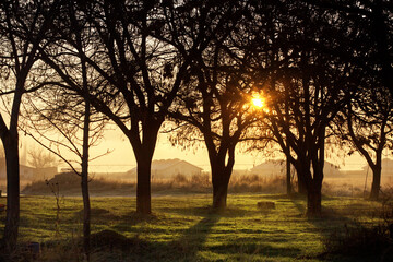 Fototapeta na wymiar sunset on the farm. Sun is rising around the trees.