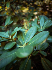 leaves in the garden