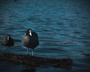 Fulica atra ( Common coot) is one the water. Waterfowl are living all around the world. Coot is on the peaceful blue water.
