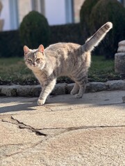 Cat outside