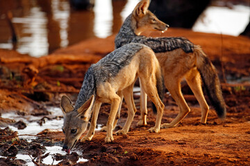 Black-backed Jackals (Canis mesomelas) Drinking by the Waterhole. Tsavo East, Kenya