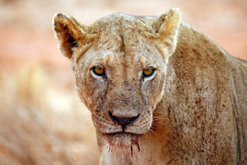 Close-up of a Lioness with Blood Stains around Her Mouth. Ngutumi, Kenya