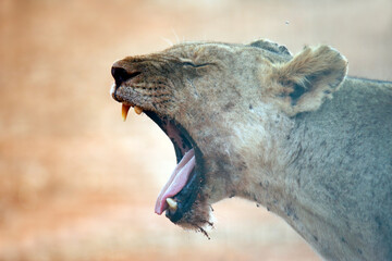 Lioness Yawning, Mouth Wide-open, in Profile. Ngutumi, Kenya