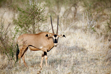 East African Oryx (Oryx beisa, aka Beisa). Tsavo East, Kenya