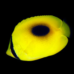 Mirror Butterflyfish (Chaetodon speculum, aka Oval-spot Butterflyfish). Mommon, West Papua, Indonesia