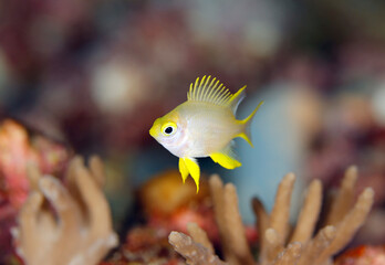 Ternate Damsel (Amblyglyphidodon ternatensis) over Coral Reef. Mommon, West Papua, Indonesia