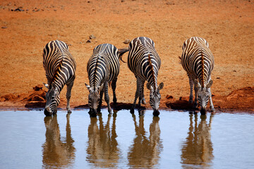 Fototapeta na wymiar Four Zebras (Equus quagga) Lined up, Drinking at the Waterhole. Ngutumi, Kenya