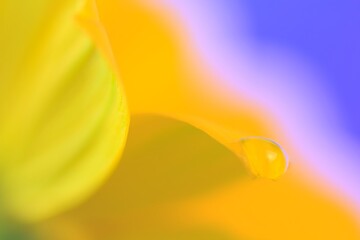 Close-up of a drop of water on a sunflower - macro, yellow, black and blue, colors of summer,...