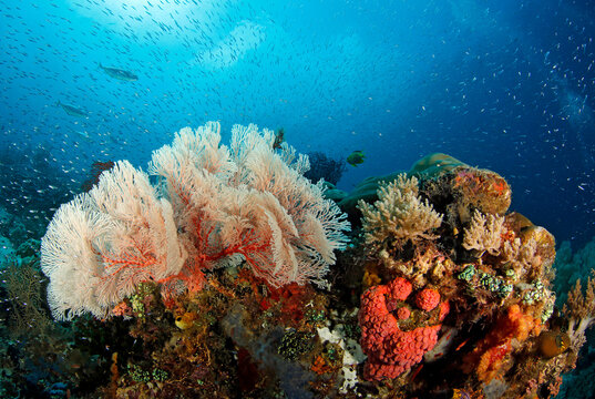 Colorful Coral Reef Teeming with Life. Raja Ampat, West Papua, Indonesia