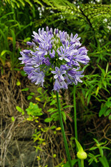Purple-blue flower of the agapanthus or Africa lily.
