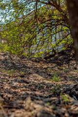 autumn in the forest