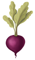 Beetroot isolated on white background. Hand drawn digital illustration.
