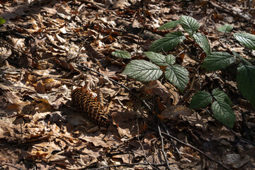 A cone of a coniferous tree next to a young shoot of a deciduous tree among last year's leaves in the rays of sunlight. The concept of rebirth of life. top side view from above