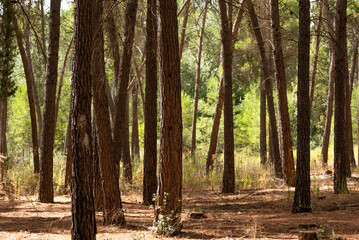 Obraz premium View of brown long thin trees trunks in sunny forest