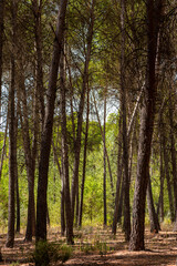 Vertical shot of trees trunks in the forest in the morning