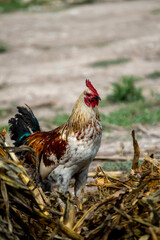 Gallina