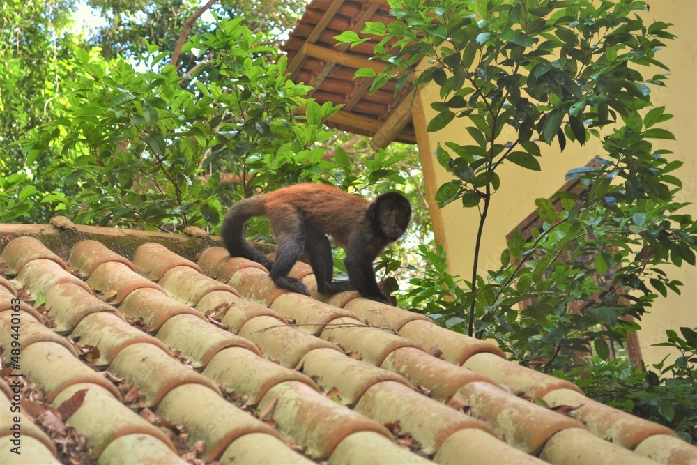 Wall mural Monkey Paradise