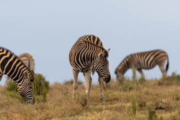 Fototapeta na wymiar Zebras graze in the wilds of Africa