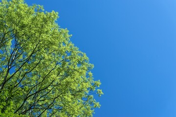 Crowns of deciduous trees in contrast to blue sky. Beautiful sunny summer weather. - Powered by Adobe