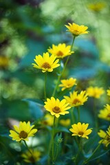 yellow ornamental flowers, blina in the garden, source of pleasure but also allergy