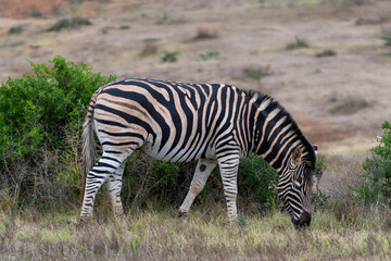 Fototapeta na wymiar A zebra grazes in the wilds of Africa