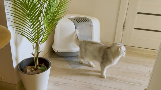 A beautiful cat comes out of the door of a large closed litter box in the room