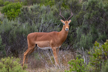 An impala antelope in the African wilderness - obrazy, fototapety, plakaty