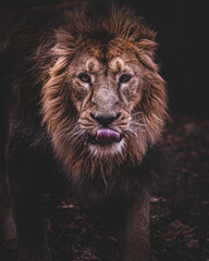Lion portrait