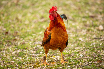 Portrait of a red crested rooster