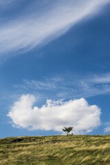 landscape, lone tree in landscape, grass, blue sky and clouds, beautiful weather, wild sarka, all country
