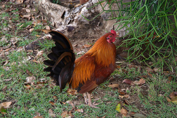 Brown Chicken