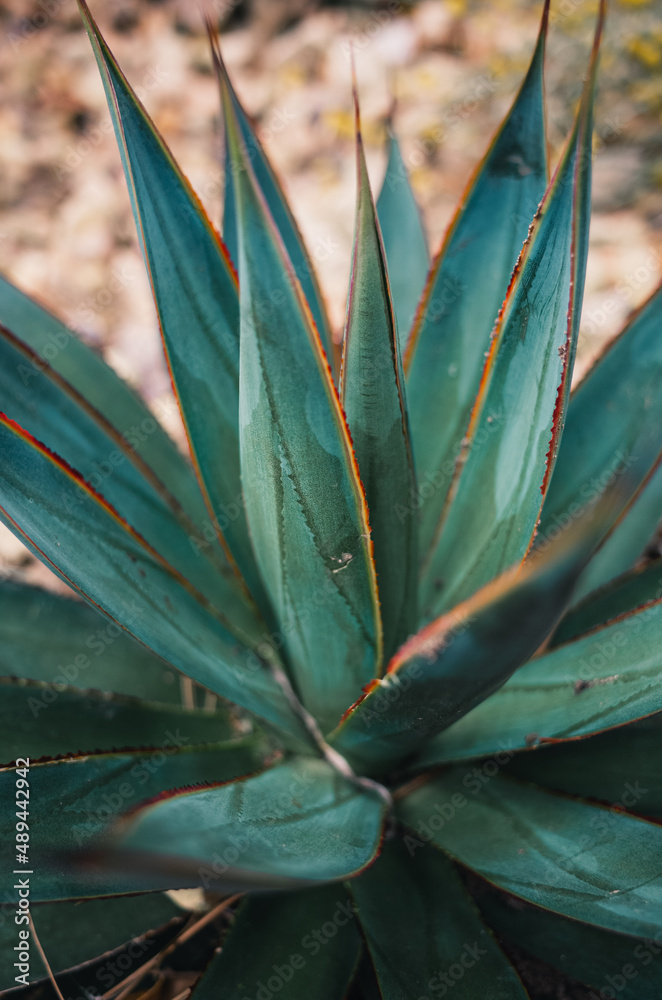 Sticker agave blue glow