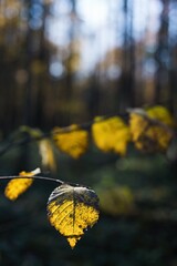 Obraz premium Detail of colored leaf. Autumn atmosphere. Beautiful European nature.