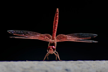 red dragonfly looking straight ahead
