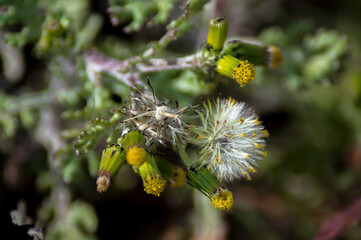 
wild flower in color
