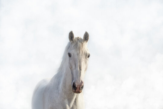 Portrait of a beautiful white horse in the fog in high key © olgasalt
