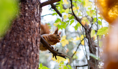 red squirrel in the forest on a tree