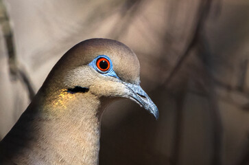 colorful White Winged Dove