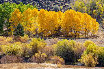 Fototapeta premium Sunny view of the fall color in June Lake Loop