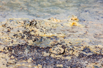 Close up shot of the Alkali Flies in Mono Lake